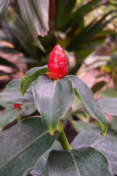 Red Zingiber Zerumbet Flower Nature Garden — Stock Photo, Image