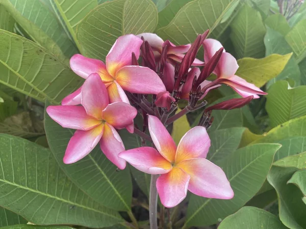 Růžová Plumeria Květ Přírodě Zahrada — Stock fotografie