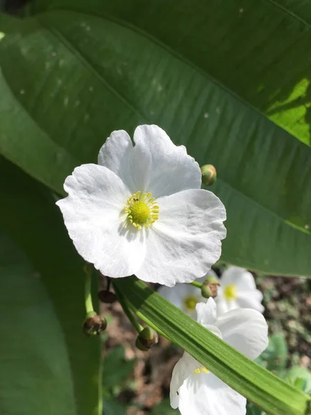 Fehér Burhead Virág Természetben Kert — Stock Fotó