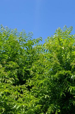 Doğa bahçesinde taze yeşil Azadirachta çivit yaprağı