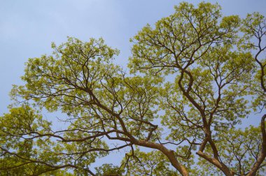 Doğa bahçesinde büyük bir dal ağacı