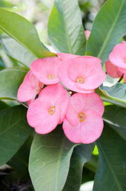 Doğanın bahçesinde dikenli pembe taç.