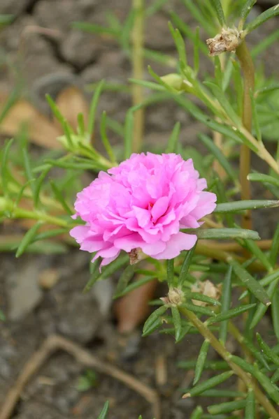 Close Rosa Pusley Flor Jardim Natureza Portulaca Oleracea — Fotografia de Stock