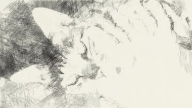 Şirin tekir kedinin çizim rengi