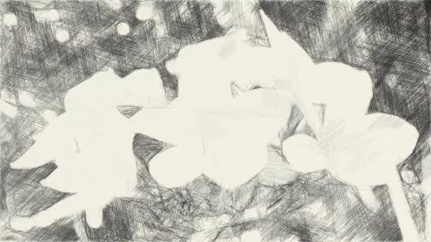 Dibujo Arte Blanco Negro Plumeria Flor — Vídeos de Stock