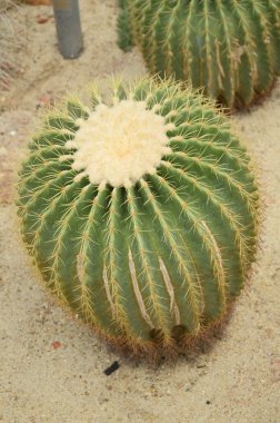 Doğa bahçesinde yeşil kaktüs ağacı