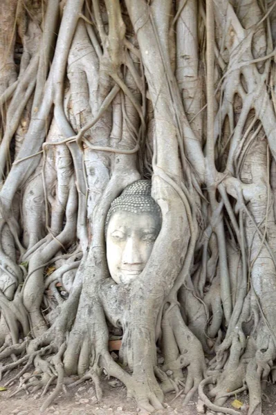 Глава Будды Стволе Дерева Ват Махато Провинция Аюттхая Таиланд — стоковое фото