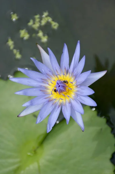 Fiore Loto Blu Nel Giardino Naturale — Foto Stock