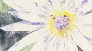 Nilüfer çiçeğinin sanat çizimi rengi