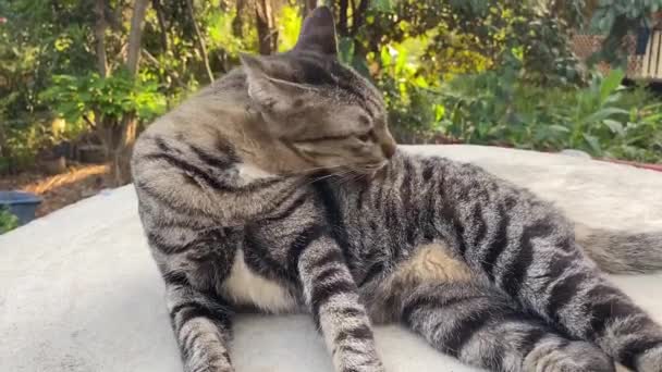 Lindo Gato Tabby Piso Cemento — Vídeos de Stock