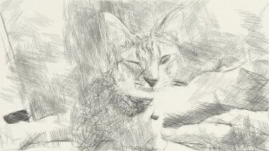 Güzel kedinin siyah beyaz çizimi 