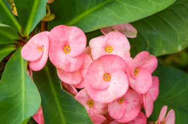 Doğa bahçesinde pembe Euphorbia milii çiçeği