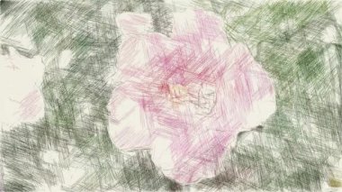 Amber çiçeğinin sanat çizimi rengi