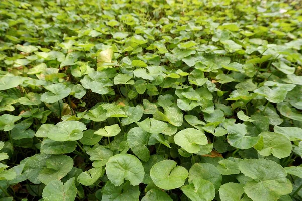 Verde Fresco Centella Asiatica Planta Jardim Natureza — Fotografia de Stock