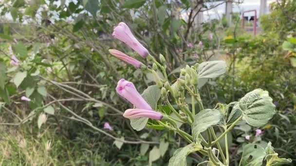 Close Morning Glory Flower Nature Garden — Stock Video