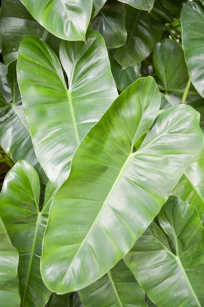 Frisches Grünes Arumenblatt Naturgarten — Stockfoto