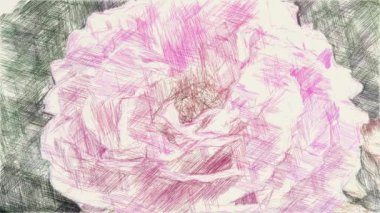 pembe gül çiçeğinin resim rengi