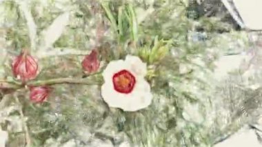 Sanat, doğa bahçesinde ambar sabdariffa çiçeğinin rengini çiziyor