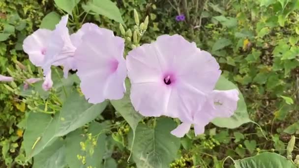 Flor Gloria Mañana Jardín Naturaleza — Vídeo de stock