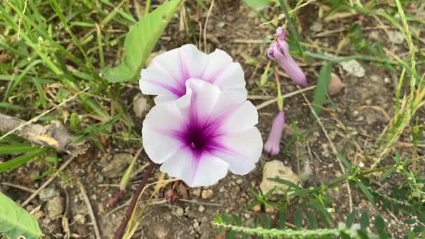 Flor Blanca Ipomoea Aquatica Jardín Natural — Vídeo de stock