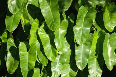 Yeşil Philodendron yaprakları doğa bahçesinde