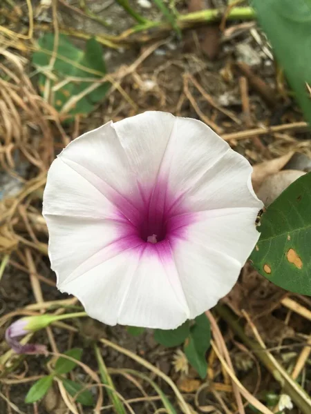 Beyaz Ipomoea Aquatica Çiçeği Doğa Bahçesinde — Stok fotoğraf