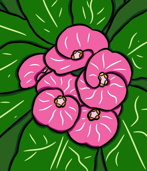 Kunst Rosa Euphorbia Milii Blume — Stockfoto