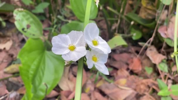 Біла Квітка Ехінозавра Кордіфоліуса Саду — стокове відео