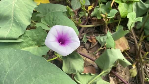 Flor Blanca Ipomoea Aquatica Jardín Natural — Vídeo de stock