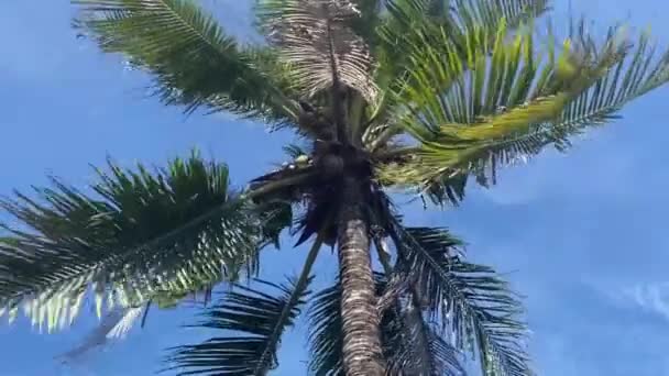 Drzewa Kokosowego Ogrodzie Przyrody — Wideo stockowe