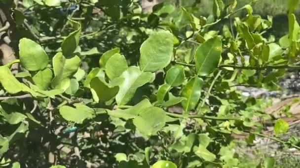 Πράσινο Φύλλο Ύστριξ Εσπεριδοειδών Στον Κήπο Της Φύσης — Αρχείο Βίντεο