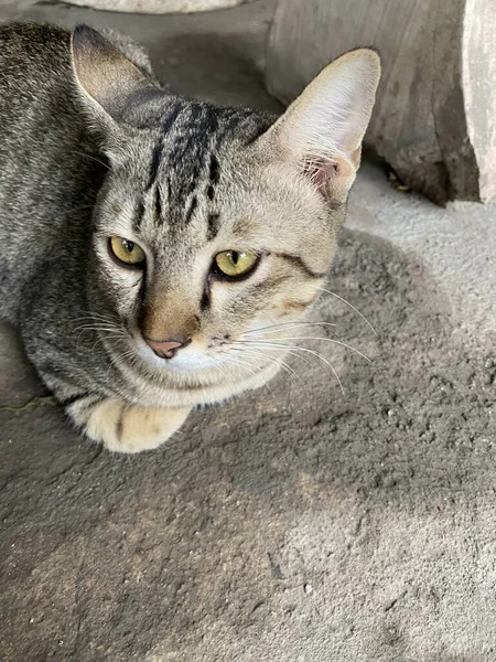 Kucing Lucu Lantai Semen — Stok Foto