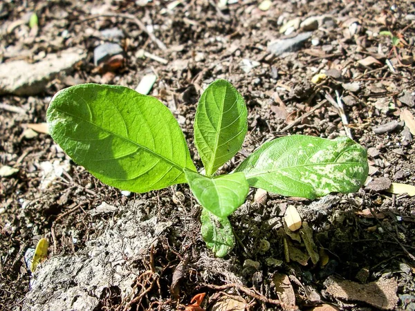 Свіжа Рослина Туберкульозу Зеленого Кольору Землі — стокове фото