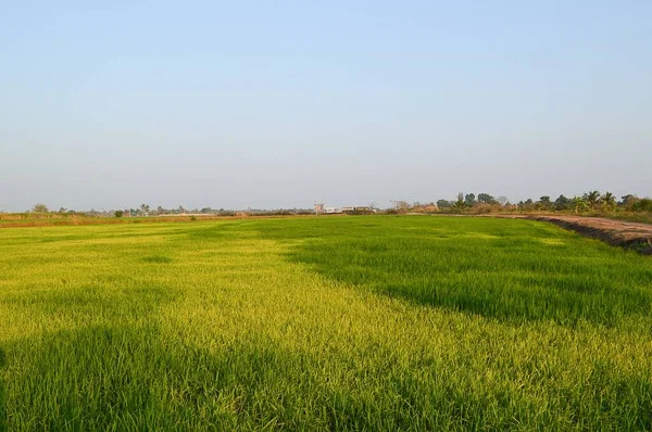 Árbol Arroz Verde Fresco País Tailandia —  Fotos de Stock