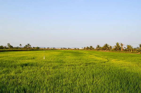 Frischer Grüner Reisbaum Land Thailand — Stockfoto