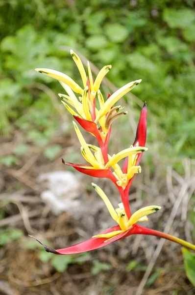 Flor Helicônia Jardim Natureza — Fotografia de Stock