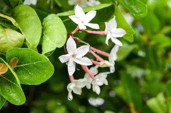 Fleur Karonda Blanche Dans Jardin — Photo