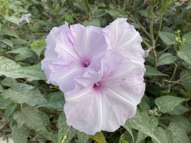 Doğa bahçesinde sabah çiçeği