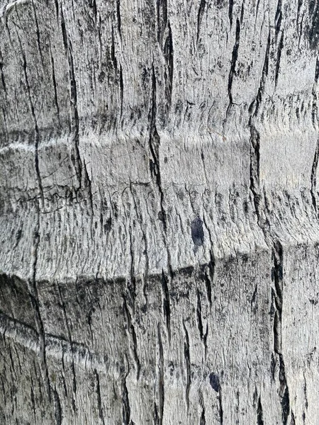 Dry Coconut Bark Tree Texture — Stock Photo, Image