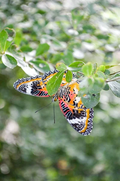 Linda Mariposa Hoja Verde —  Fotos de Stock