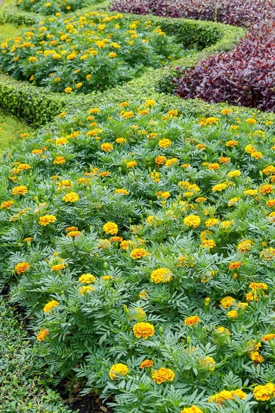 Gelbe Tagetes Erecta Blume Naturgarten — Stockfoto