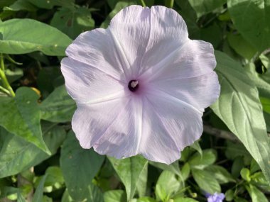 Doğa bahçesinde sabah çiçeği