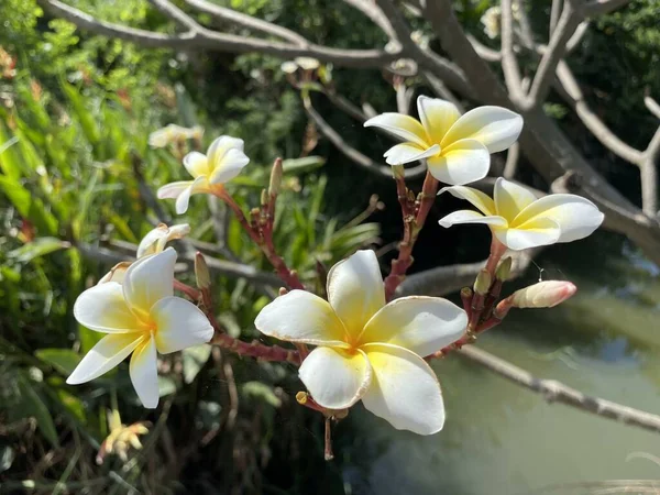 Flor Amarilla Jardín Naturaleza — Foto de Stock