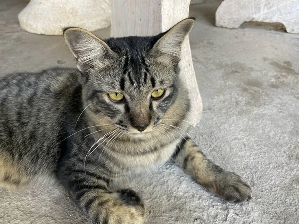 Bonito Tabby Gato Chão Cimento — Fotografia de Stock