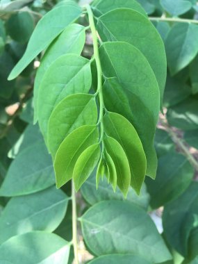 Bahçede taze yeşil yıldız bektaşi üzümü ağacı