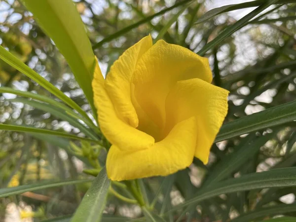 Flor Oleandro Amarelo Jardim Natureza — Fotografia de Stock