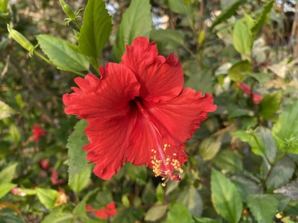Fleur Hibiscus Rouge Dans Jardin Naturel — Photo