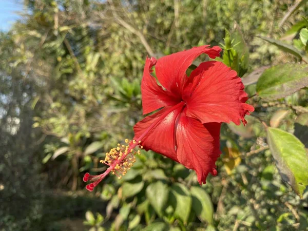 Rode Hibiscus Bloem Natuur Tuin — Stockfoto