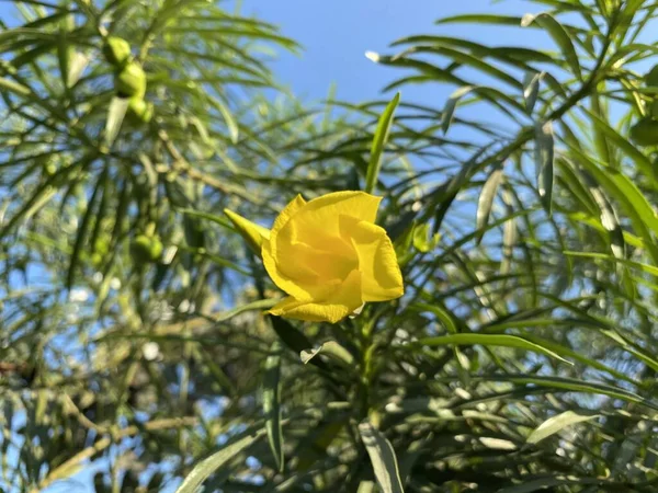 Sarı Oleander Çiçeği Doğa Bahçesinde — Stok fotoğraf