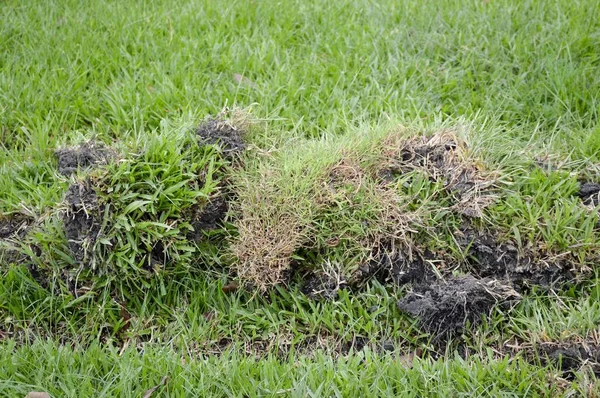 Groen Gras Grond — Stockfoto